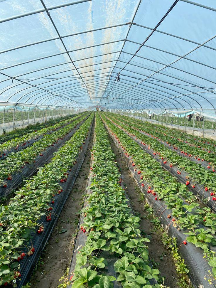 Protected Cultivation